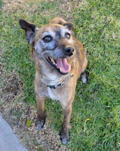Lost Male Dog last seen In front of Los Altos Hills in Hacienda Heights, Hacienda Hills Trailhead, Hacienda Heights, CA 91745