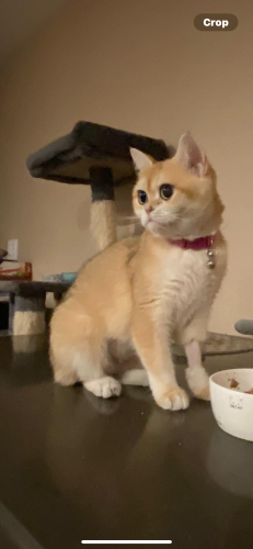 Lost Female Cat last seen Nearbank Dr, Rowland Heights , Rowland Heights, CA 91748
