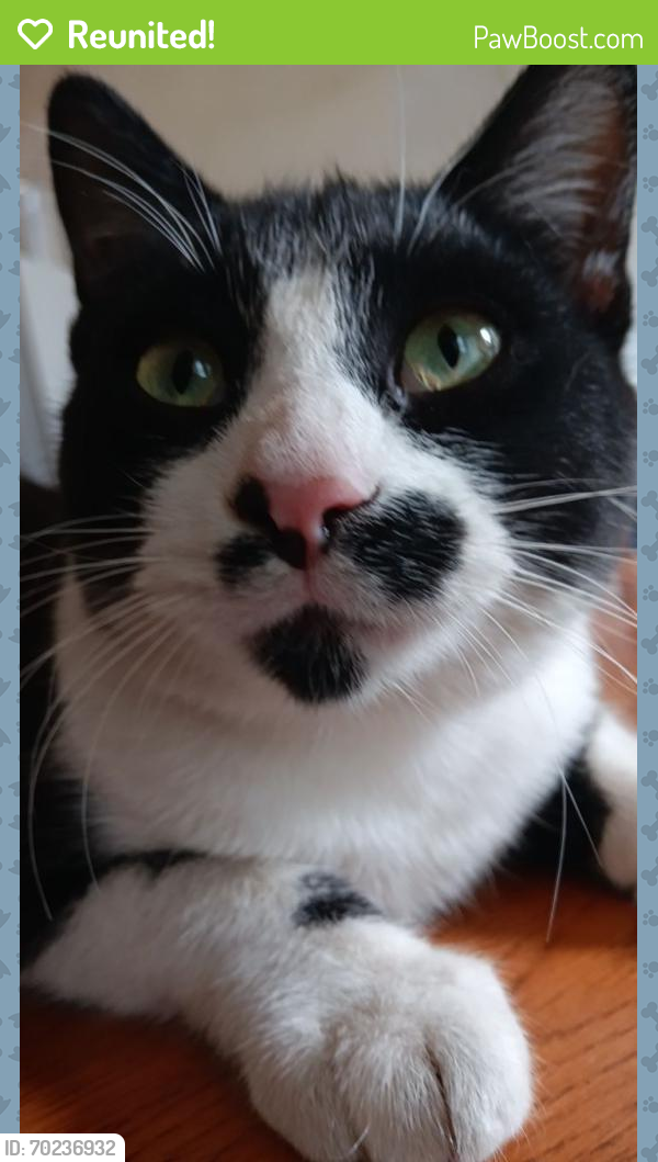 Reunited Male Cat last seen Central Ave , Salinas, CA 93901
