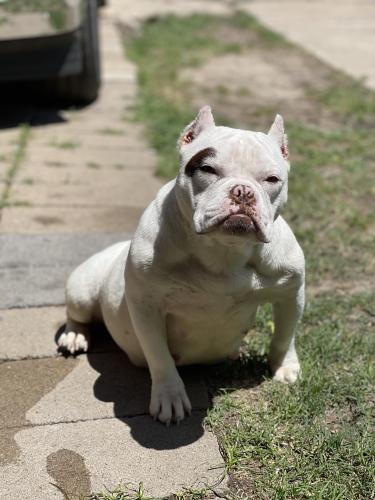Lost Female Dog last seen Inside Trailer Park, Houston, TX 77037
