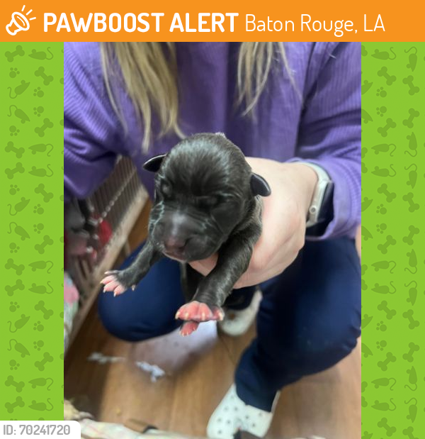 Shelter Stray Unknown Dog last seen Near Gourrier Ave (Born At CAA), 70820, LA, Baton Rouge, LA 70820