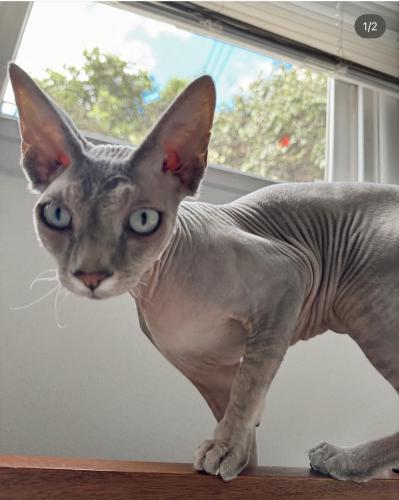 Lost Male Cat last seen Palm ave between Santa Monica Blvd and Sunset Blvd, West Hollywood, CA 90069