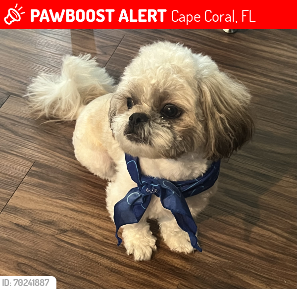 Lost Male Dog last seen SE 22nd Terrace and Country Club Blvd, Cape Coral, FL 33990