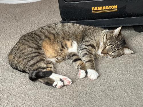 Lost Male Cat last seen Grisdale and Fitzwatertown Roads, Montgomery County, PA 19090