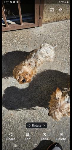 Lost Female Dog last seen Lost our female yorkie named Tiny wearing a dodger shirt . She is a little knotted from wearing a bow on top . She slipped out the gate on lilac and valley. My 5 yr is devastated if you found her there a $100 reward, Rialto, CA 92376