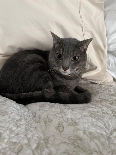 Lost Male Cat last seen Near and Bridgeport Dr, Safety Harbor, FL 34695