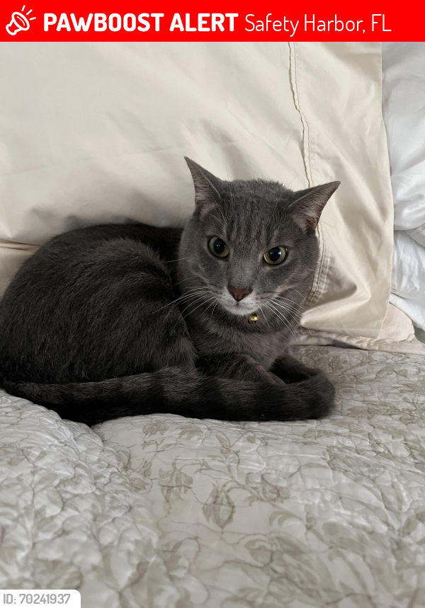 Lost Male Cat last seen Near and Bridgeport Dr, Safety Harbor, FL 34695