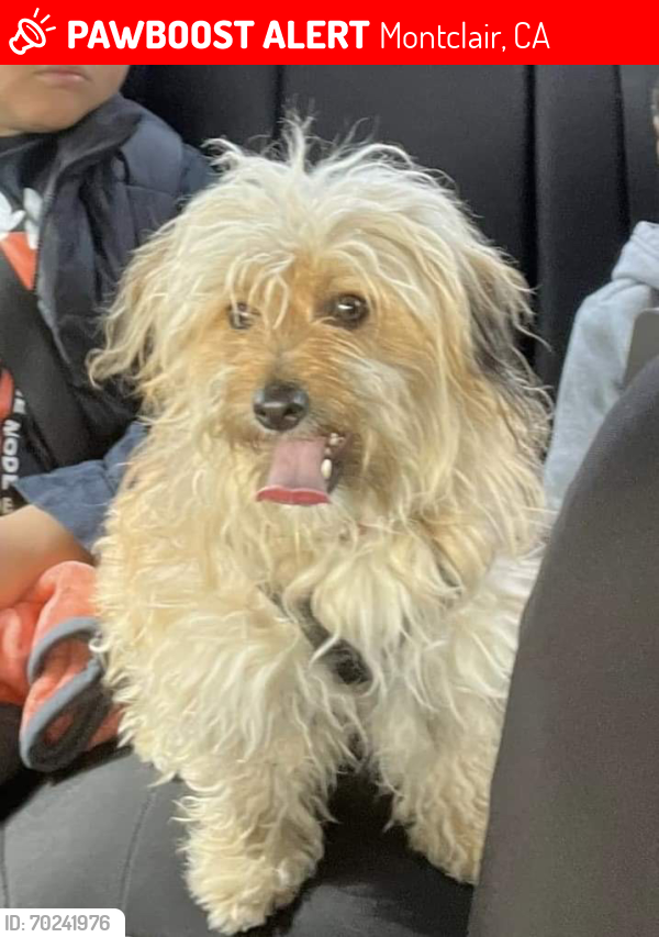 Lost Male Dog last seen San Bernardino, Montclair, CA 91763
