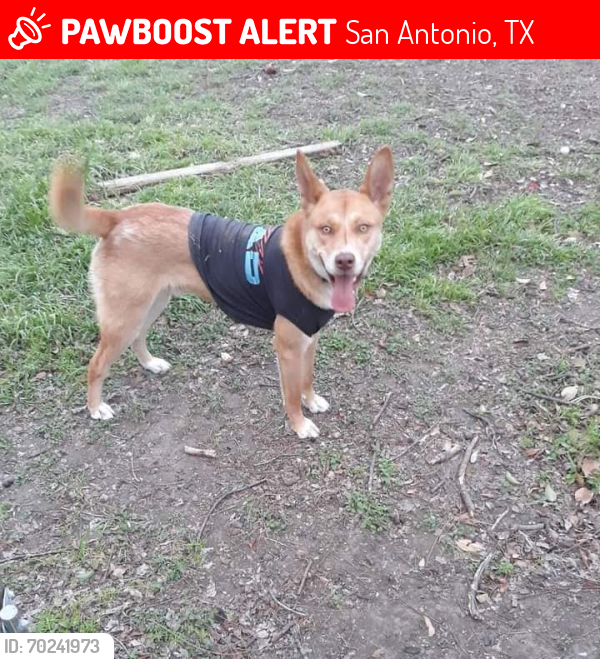 Lost Male Dog last seen Harlandale Middle School , San Antonio, TX 78214