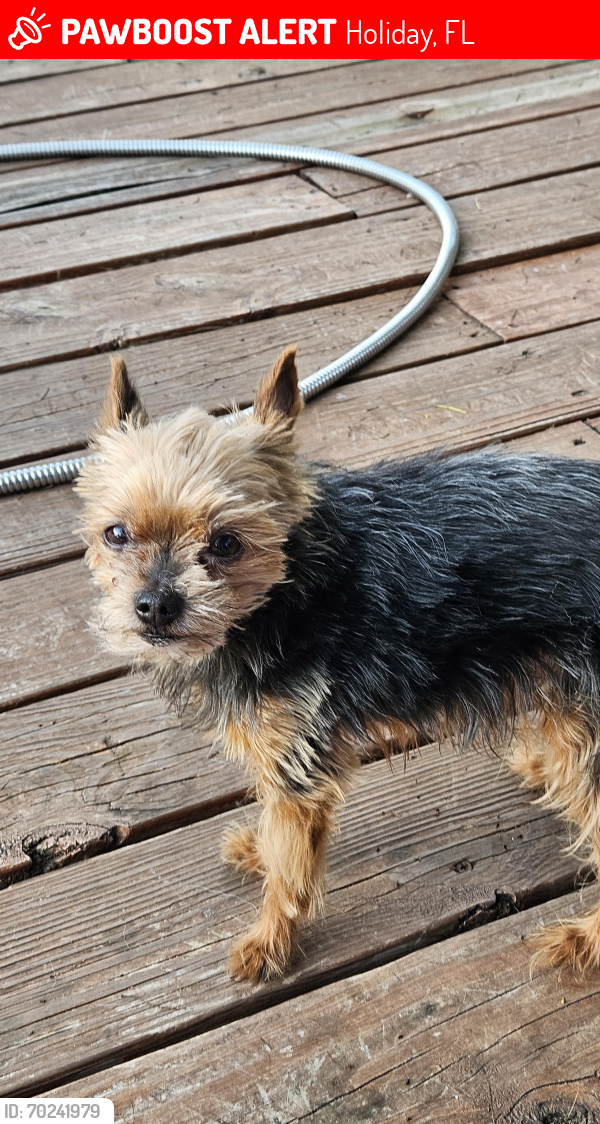 Lost Male Dog last seen Holiday lake ests subdivision, Holiday, FL 34691