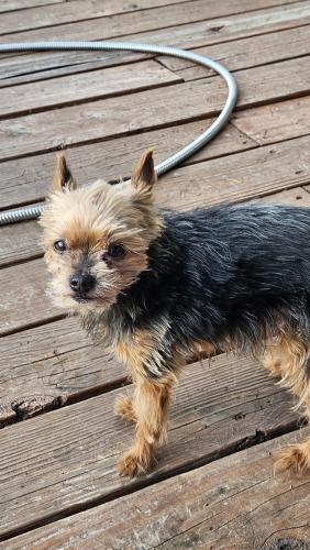 Lost Male Dog last seen Holiday lake ests subdivision, Holiday, FL 34691