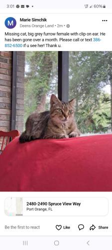 Lost Female Cat last seen Spruce View Way, Port Orange, Port Orange, FL 32128