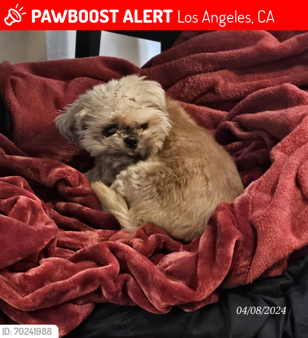 Lost Female Dog last seen De soto ave and Erwin - Bella Vista apmts, Los Angeles, CA 91367