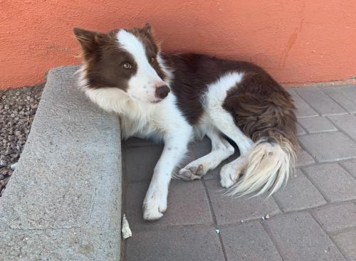 Lost Male Dog last seen W Hilton Ave and Jackrabbit Trail, Buckeye, AZ 85326