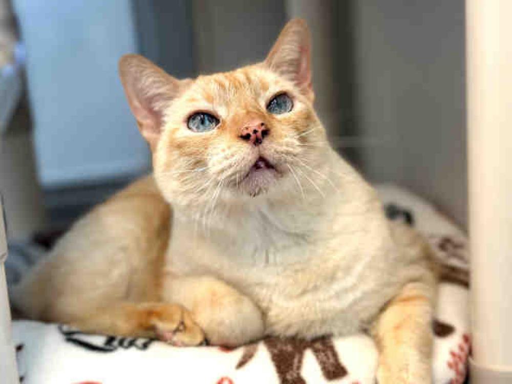 Shelter Stray Male Cat last seen , Bonita, CA 91902
