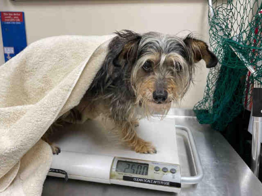 Shelter Stray Male Dog last seen DOG BITE, Carlsbad, CA 92011