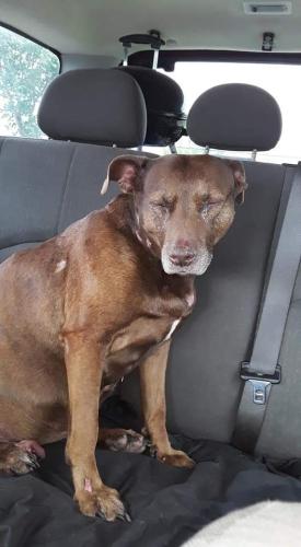 Lost Female Dog last seen 537sw 47th st Oklahoma city 73109, Oklahoma City, OK 73109
