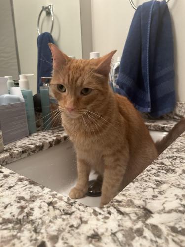 Lost Male Cat last seen Langley , Langley Township, BC V2Y 2G1