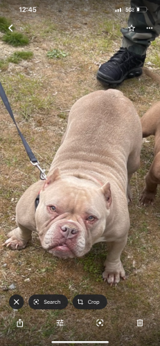 Lost Female Dog last seen Brooklyn park , Richmond, VA 23222