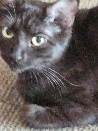 Lost Female Cat last seen Trimbles, u-haul rental, Austin, MN 55912