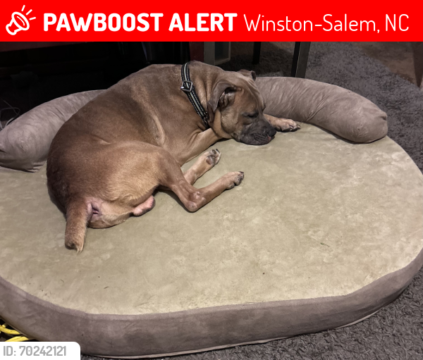 Winston Salem NC Lost Male Dog Draco Is Missing PawBoost