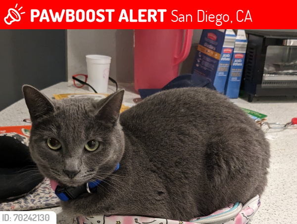 Lost Female Cat last seen Mulvaney dr, San Diego, CA 92119