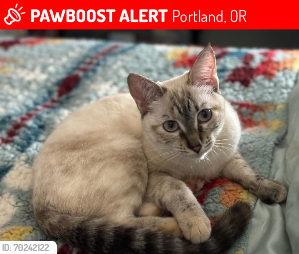 Lost Female Cat last seen Linwood and Railroad Ave, Portland, OR 97222
