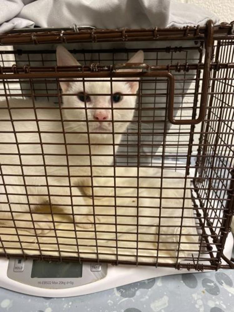 Shelter Stray Male Cat last seen Knoxville, TN 37921, Knoxville, TN 37919