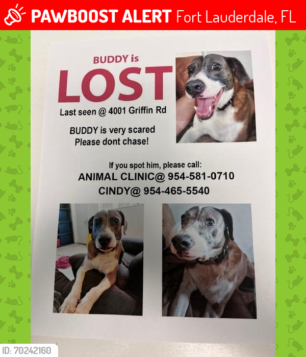 Lost Male Dog last seen Animal Clinic , Fort Lauderdale, FL 33314