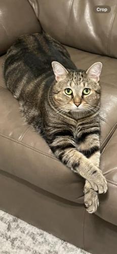 Lost Male Cat last seen Deep River Canyon, Columbia, MD 21045