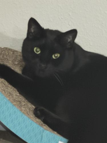 Lost Male Cat last seen Welby court and new brittany lane, Zephyrhills, FL 33541