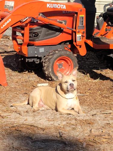 Lost Male Dog last seen Near valley oak ct, Thomas dr. , Panama City Beach, FL 32408