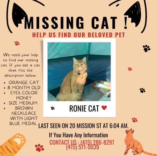 Lost Male Cat last seen Near Mission St, San Francisco, CA 94110