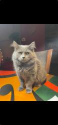 Reunited Male Cat last seen Pimmet run lane , iddlewood , Idylwood, VA 22043