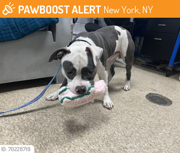 Shelter Stray Male Dog last seen Near W 131 Street, NEW YORK, NY, 10037, New York, NY 10029