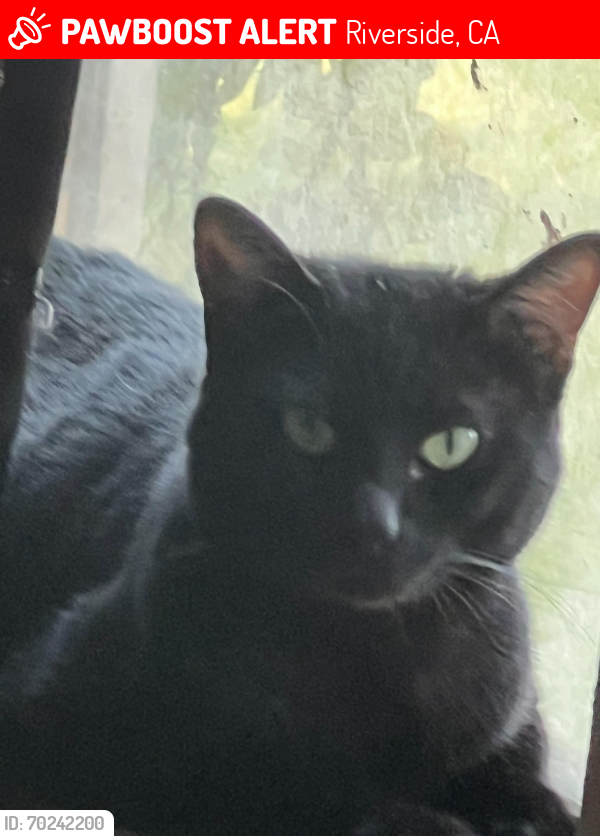 Lost Male Cat last seen Stonewall and Collett Ave, Riverside, CA 92505