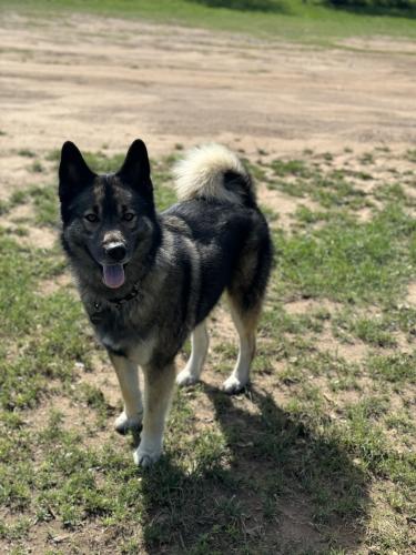 Lost Male Dog last seen Emerald falls / Bulverde RD, San Antonio, TX 78259