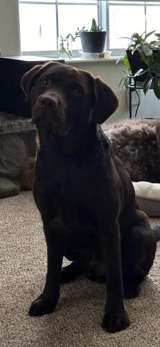 Lost Male Dog last seen Serenity circle and raspberry , Anchorage, AK 99502