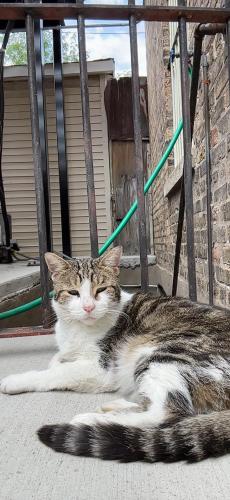 Lost Male Cat last seen N Milwaukee Ave & N Central Park Ave, Chicago, IL 60618