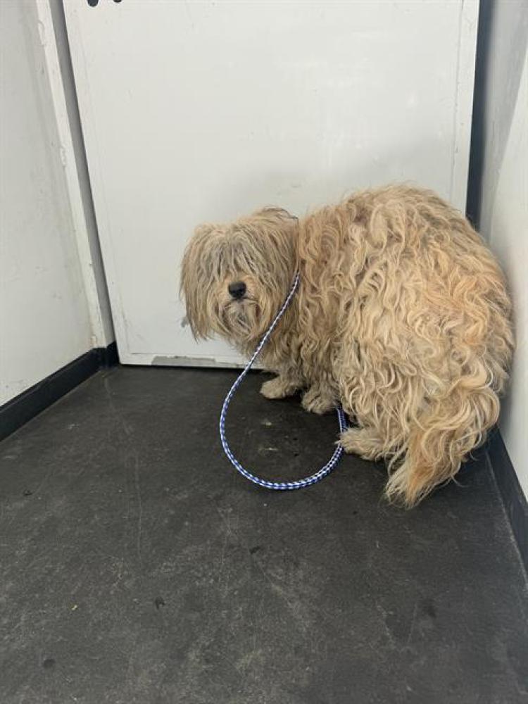 Shelter Stray Male Dog last seen Near BLK PATTI CT, BAKERSFIELD,CA, Bakersfield, CA 93307
