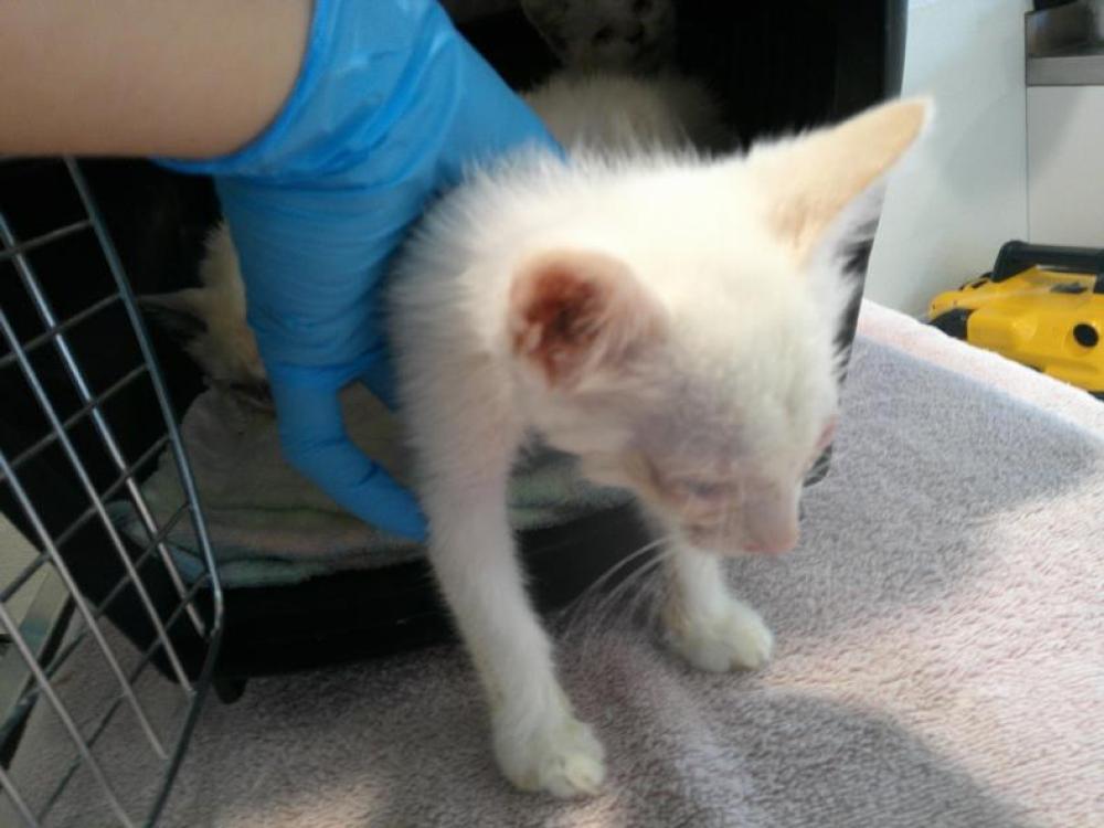 Shelter Stray Female Cat last seen Near BLK BEACH DR, LONG BEACH 90840, Long Beach, CA 90815