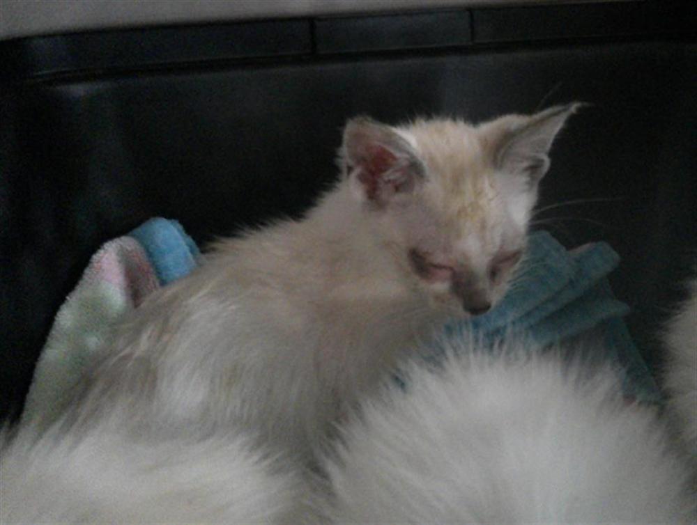 Shelter Stray Male Cat last seen Near BLK BEACH DR, LONG BEACH 90840, Long Beach, CA 90815