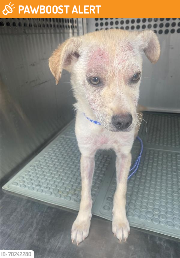 Shelter Stray Female Dog last seen Near BLOCK GUADALUPE, Austin, TX 78702