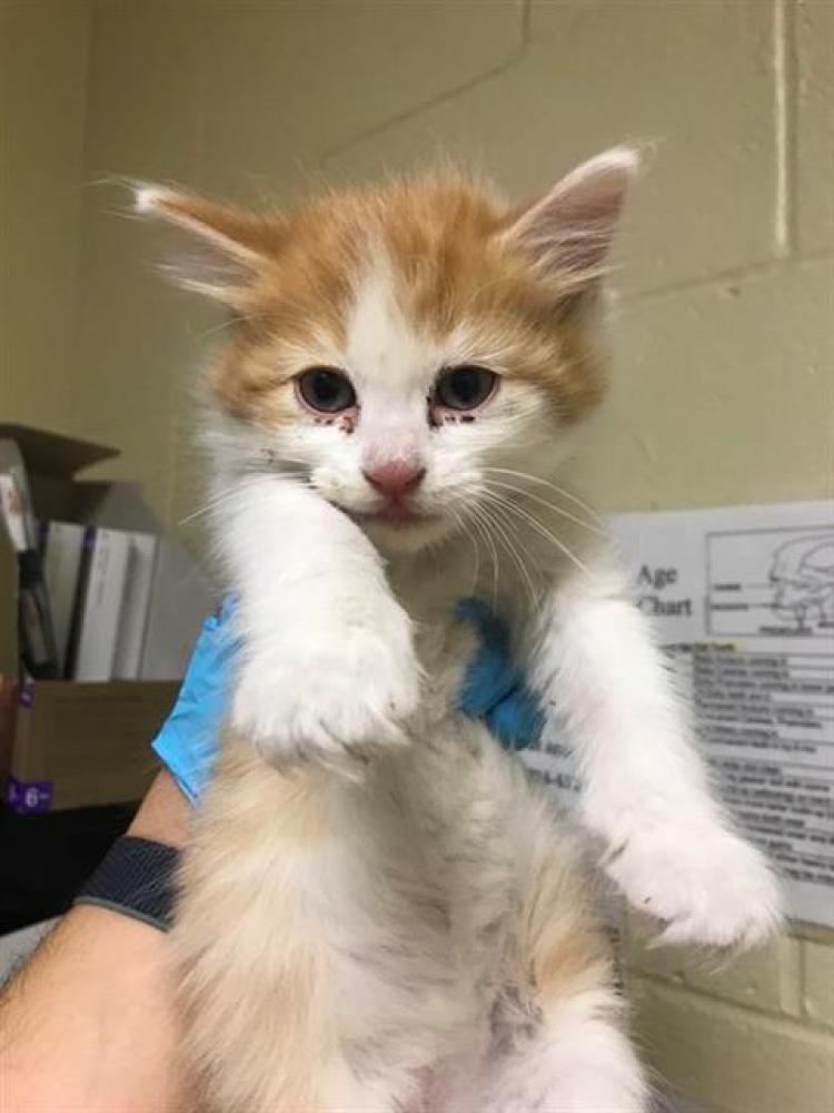 Shelter Stray Male Cat last seen S WATTAVE & ALDER AVE, Sacramento, CA 95818