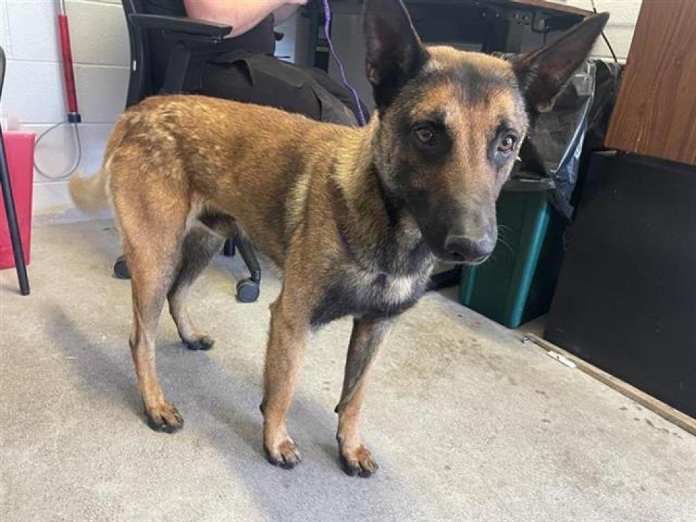 Shelter Stray Male Dog last seen Near FRONT ST, Sacramento, CA 95818