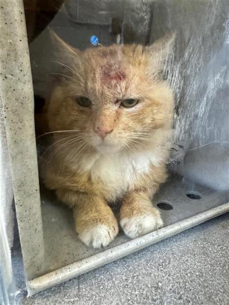 Shelter Stray Unknown Cat last seen ARVILLA DR & ASHLAND WAY, Sacramento, CA 95818