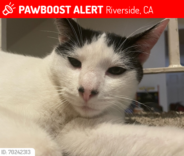Lost Male Cat last seen Jackson and lincoln, Riverside, CA 92503