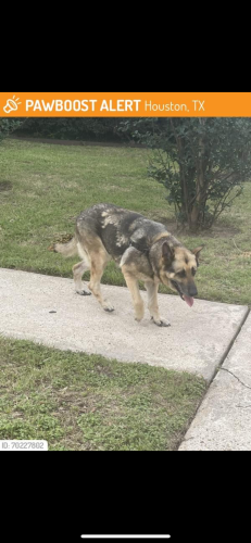 Lost Female Dog last seen Sterlingame dr , Houston, TX 77031