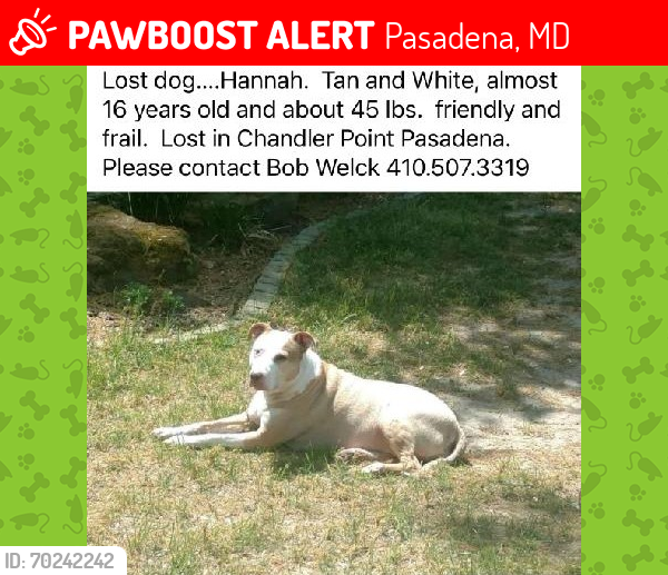 Lost Female Dog last seen Watervale court and water oak point rd, pasadena MD 21122, Pasadena, MD 21122