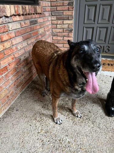 Lost Female Dog last seen beltline/montfort, Dallas, TX 75254